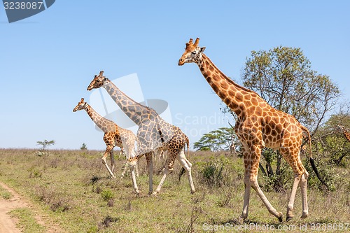 Image of Giraffes herd in savannah