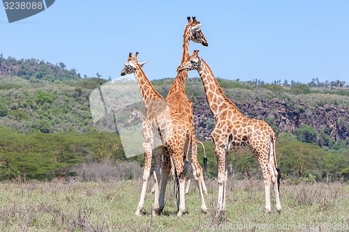 Image of Giraffes herd in savannah