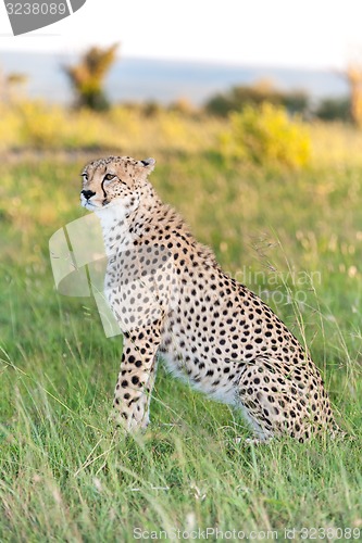 Image of cheetah