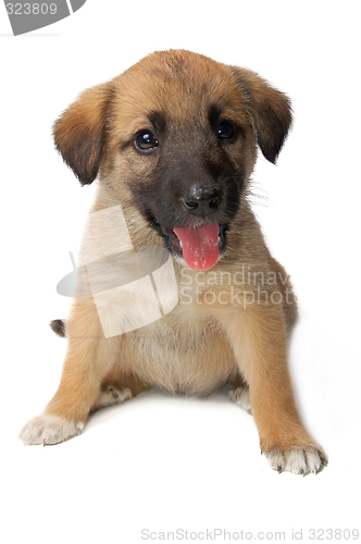 Image of Puppy