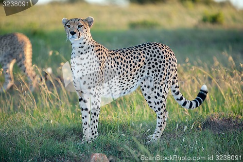 Image of cheetah