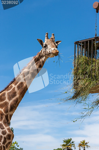 Image of giraffe eating in zoo on a background of blue sky