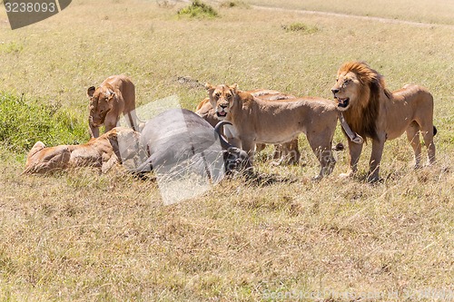 Image of Lions Feeding