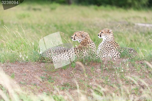 Image of The two cheetahs