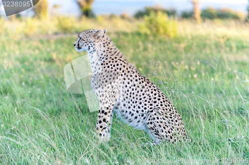 Image of cheetah