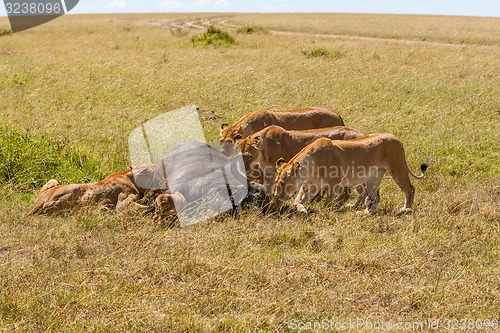 Image of Lions Feeding