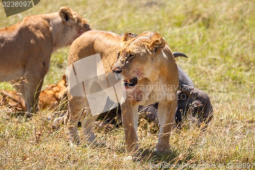 Image of Lions Feeding