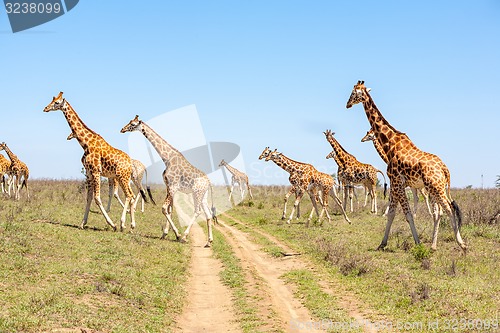 Image of Giraffes herd in savannah