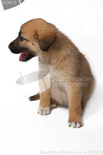 Image of Puppy