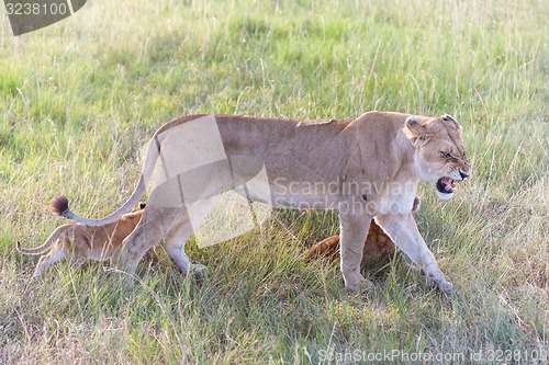 Image of lion cub on the plains Kenya. mother with her babys