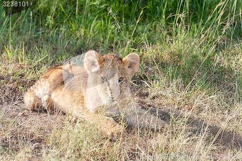 Image of lion cub on the plains Kenya