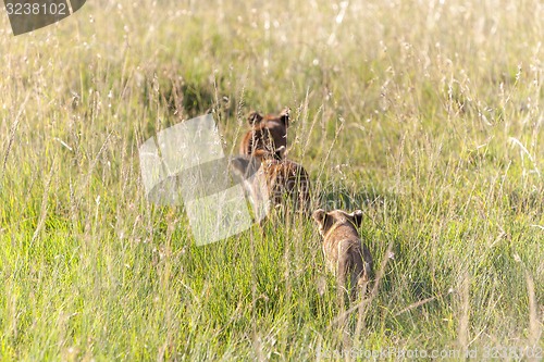 Image of lion cubs on the plains Kenya