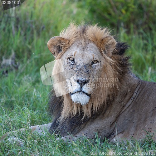 Image of lion close up against green grass background