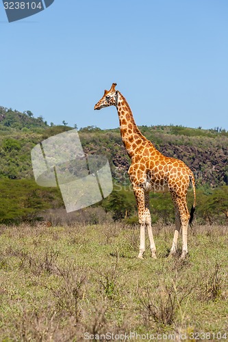 Image of giraffe on a background of grass