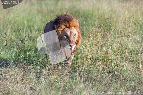 Image of lion close up against green grass background