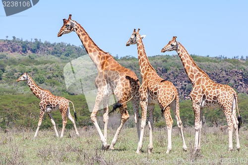 Image of Giraffes herd in savannah