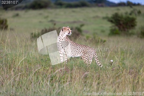 Image of cheetah