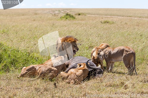 Image of Lions Feeding