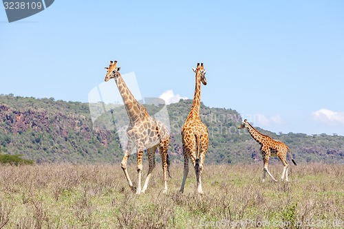 Image of Three Giraffes herd in savannah