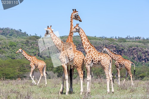 Image of Giraffes herd in savannah