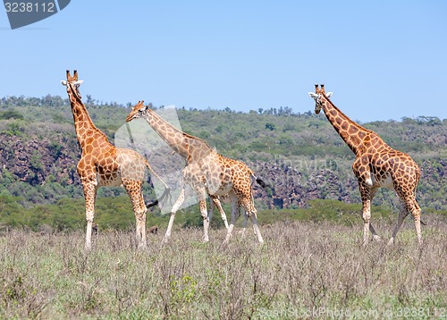 Image of Giraffes herd in savannah