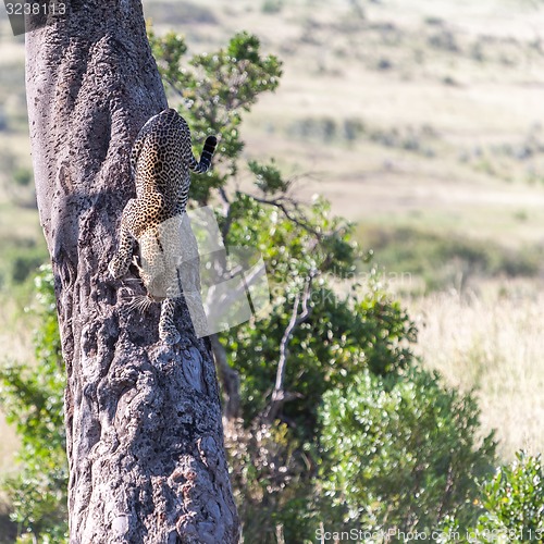 Image of Leopard in big tree