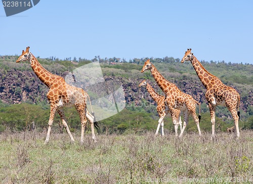 Image of Giraffes herd in savannah