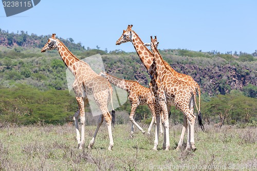 Image of Giraffes herd in savannah