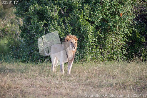 Image of lion close up against green grass background