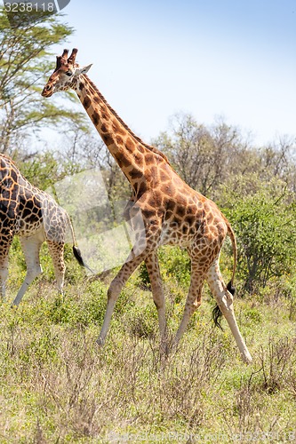 Image of giraffe on a background of grass