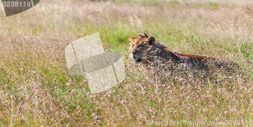 Image of Young lioness on savanna grass background