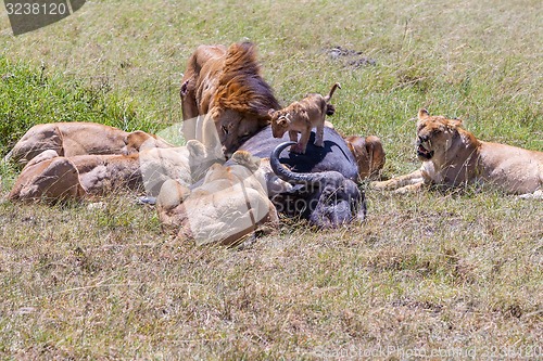 Image of Lions Feeding