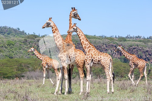 Image of Giraffes herd in savannah