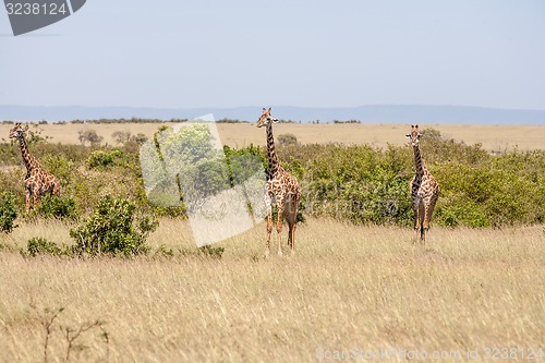 Image of Three giraffe standing in grassland 