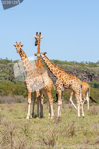 Image of three giraffes herd in savannah