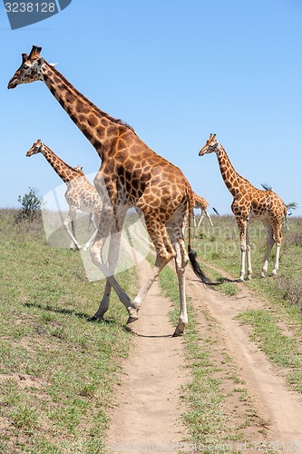 Image of Giraffes herd in savannah