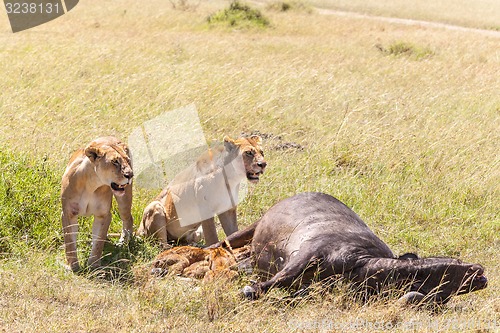 Image of Lions Feeding