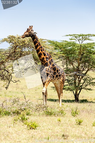 Image of giraffe on a background of grass