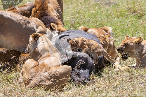 Image of Lions Feeding