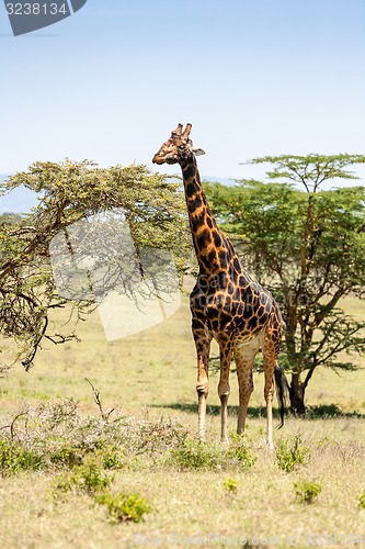 Image of giraffe on a background of grass