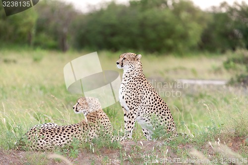 Image of The two cheetahs