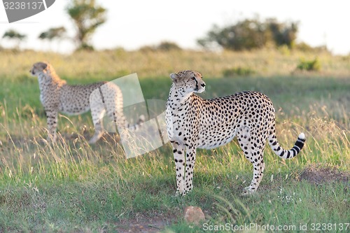 Image of cheetah