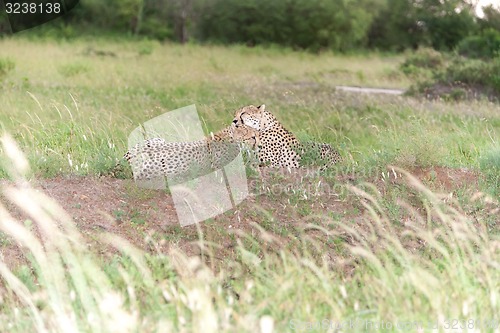 Image of The two cheetahs
