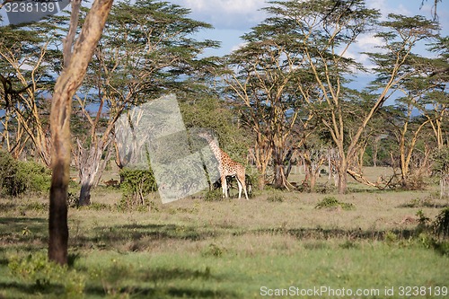 Image of giraffe on a background of grass