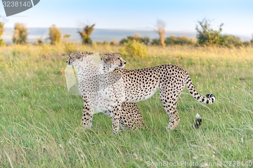 Image of The two cheetahs