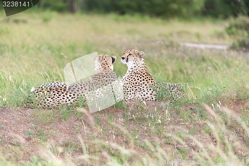 Image of The two cheetahs