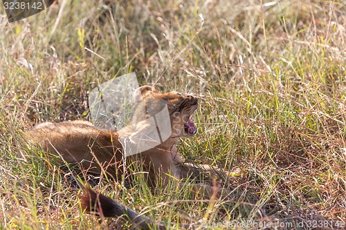 Image of lion cub on the plains Kenya