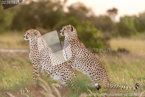 Image of The two cheetahs