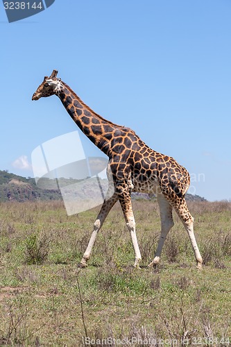 Image of giraffe on a background of grass
