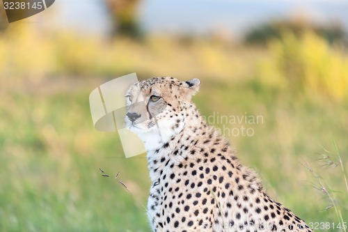 Image of cheetah